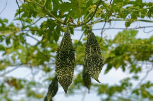 苦瓜桑叶片多少钱一斤，苦瓜干和茶叶可以一起泡水喝吗，苦瓜桑叶茶的功效与作用